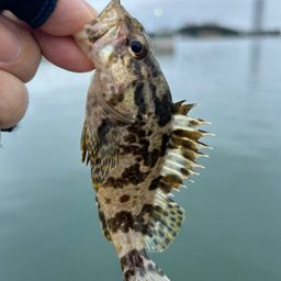 タケノコメバル