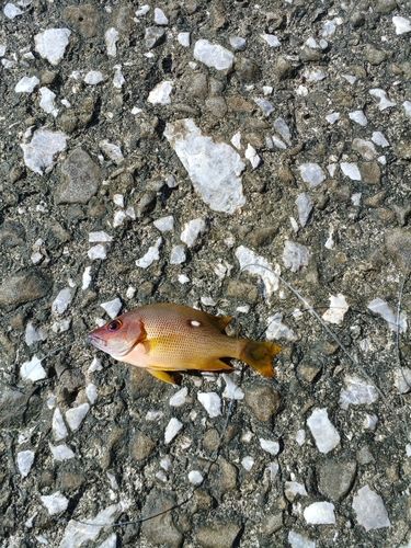 シブダイの釣果