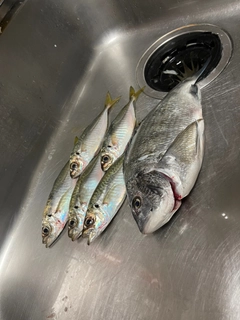 アジの釣果