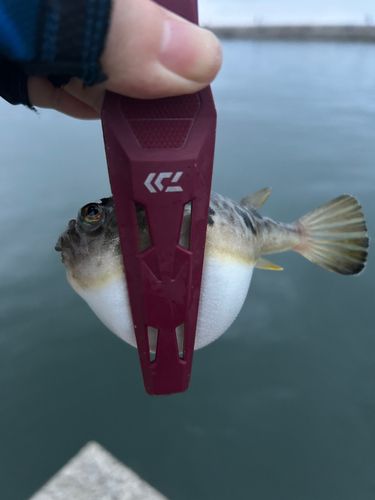 ヒガンフグの釣果