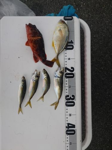 マアジの釣果