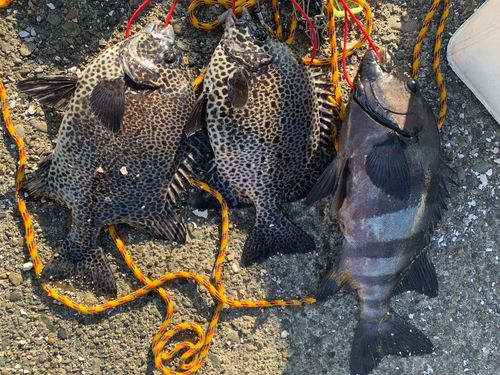 イシダイの釣果