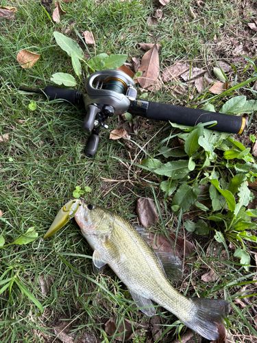 ブラックバスの釣果