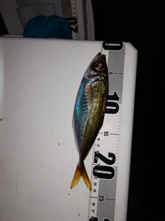 マアジの釣果