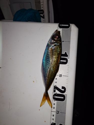 マアジの釣果