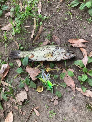 ブラックバスの釣果