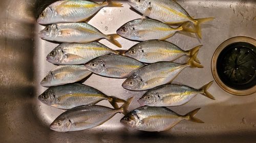 シマアジの釣果