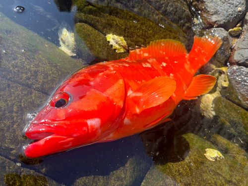 アカハタの釣果
