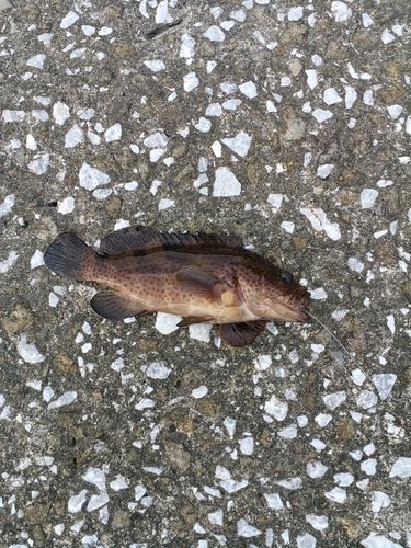 オオモンハタの釣果