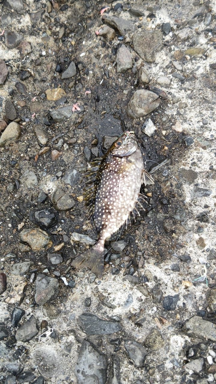 サバ