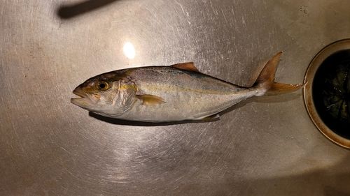 シオの釣果