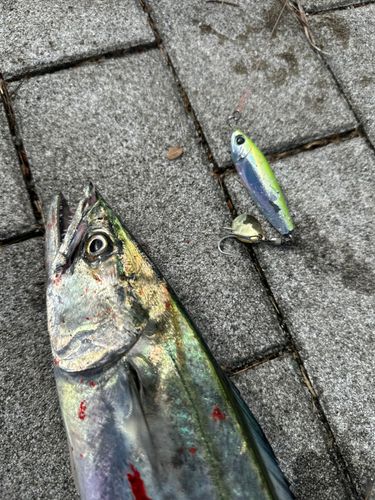 サゴシの釣果