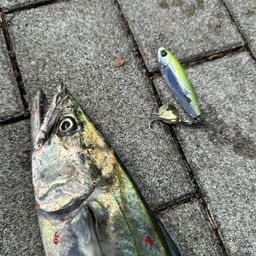 サゴシ