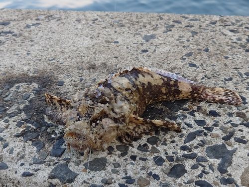 オニオコゼの釣果