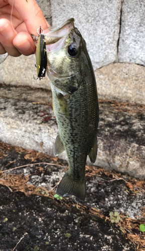 ラージマウスバスの釣果