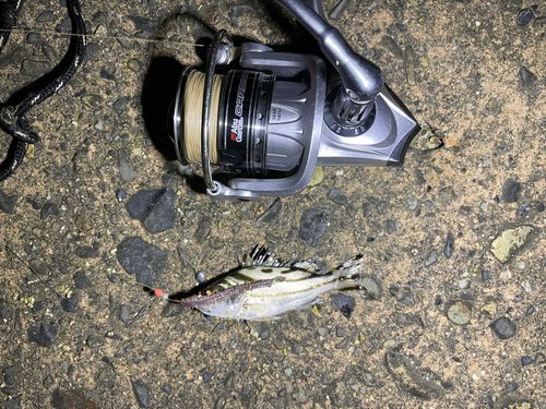 ヒイラギの釣果