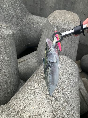 サゴシの釣果