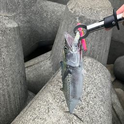 サゴシ