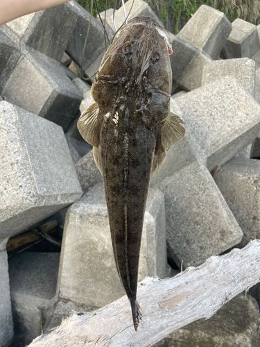 マゴチの釣果