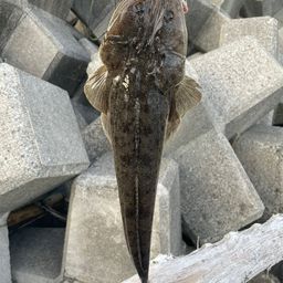 マゴチ