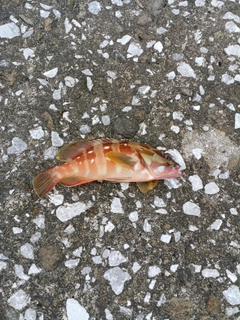 アカハタの釣果
