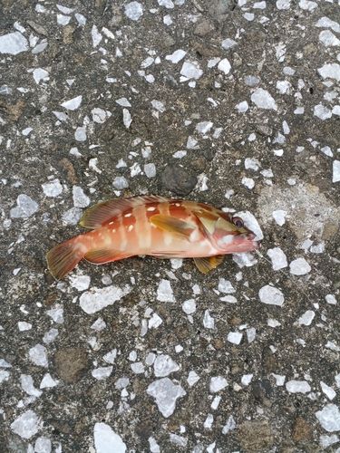 アカハタの釣果