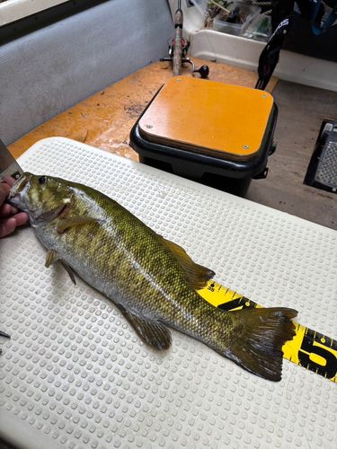 スモールマウスバスの釣果
