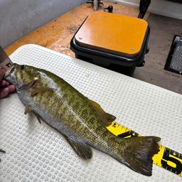 スモールマウスバス