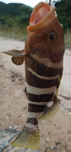 敦賀湾
