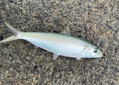 カタボシイワシの釣果