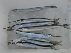 サヨリの釣果