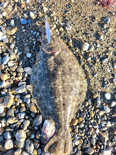ヒラメの釣果