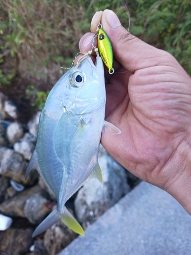オニヒラアジの釣果