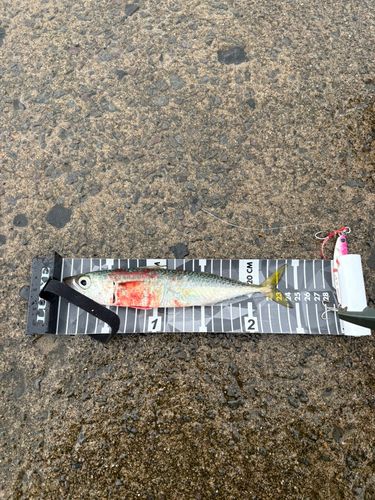 サバの釣果