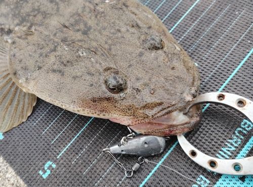 マゴチの釣果