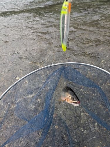アユの釣果