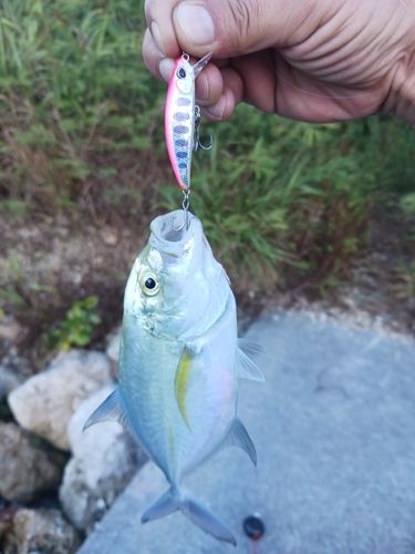 カスミアジの釣果