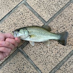 ブラックバス
