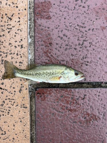 浜大津