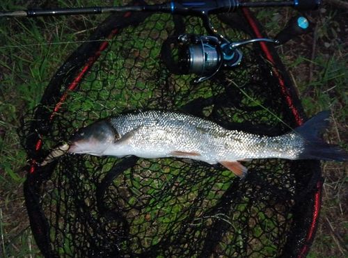 ウグイの釣果