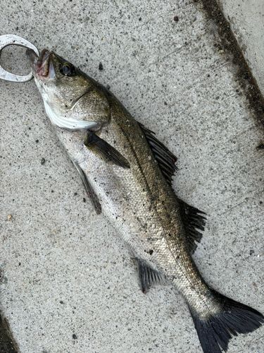 シーバスの釣果