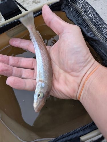 キスの釣果