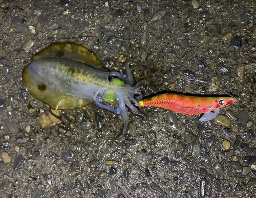 アオリイカの釣果