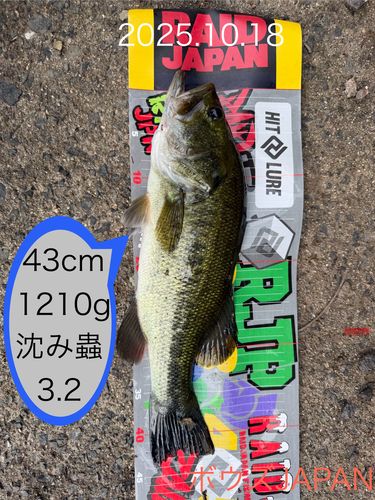 ブラックバスの釣果