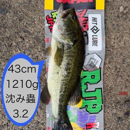 ブラックバス