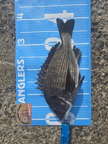 チヌの釣果