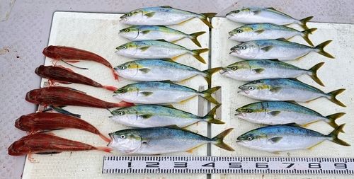 ヤズの釣果