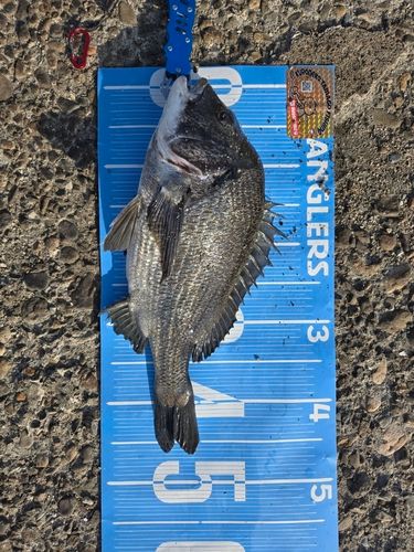 チヌの釣果
