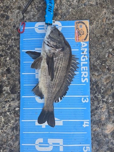 チヌの釣果