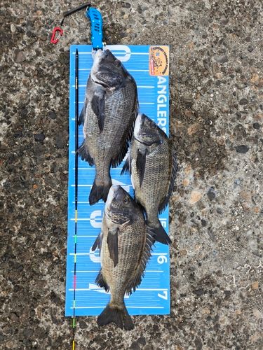 チヌの釣果
